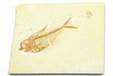 Detailed Fossil Fish (Diplomystus) - Wyoming #372301-1